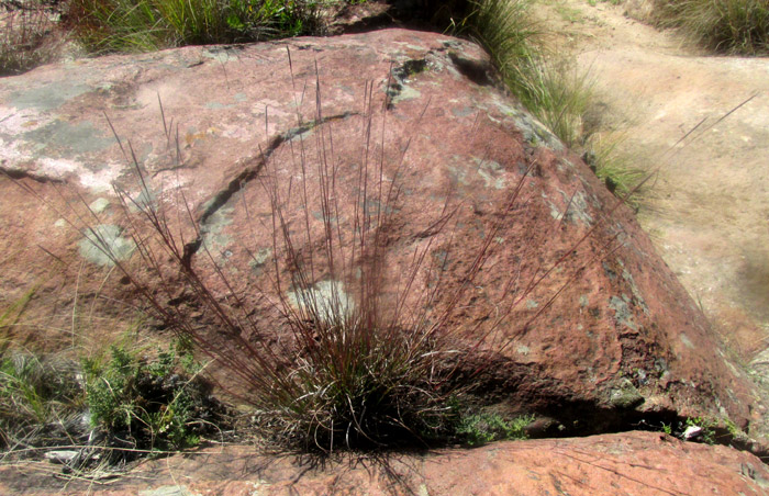 Crimson Bluestem, SCHIZACHYRIUM SANGUINEUM, habit