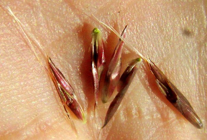 Crimson Bluestem, SCHIZACHYRIUM SANGUINEUM, paired spikelets showing awns