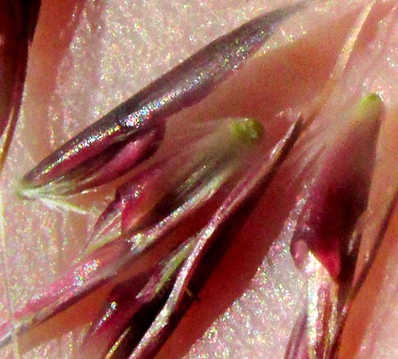 Crimson Bluestem, SCHIZACHYRIUM SANGUINEUM, paired spikelets close-up