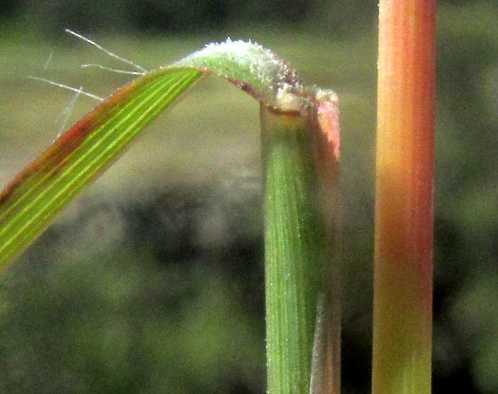 Crimson Bluestem, SCHIZACHYRIUM SANGUINEUM, paired spikelets close-up