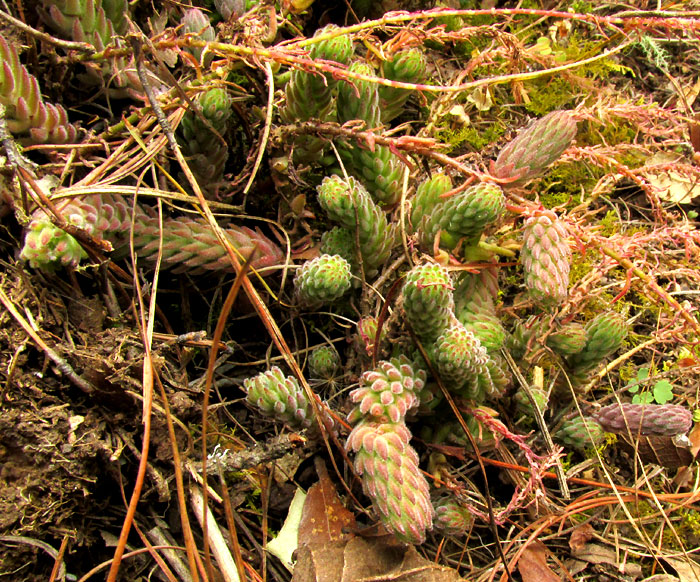 Red Stonecrop, SEDUM MORANENSE, cylindrical basal shoots