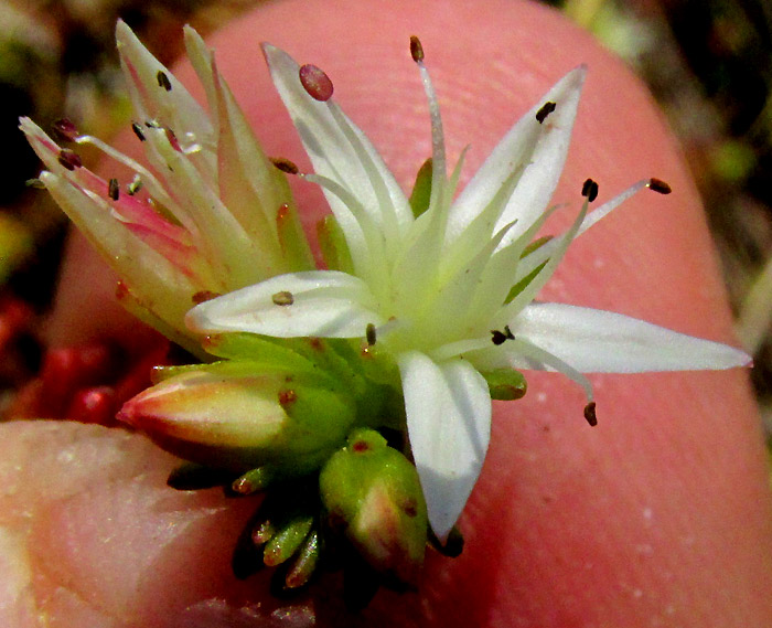 Red Stonecrop, SEDUM MORANENSE, flower