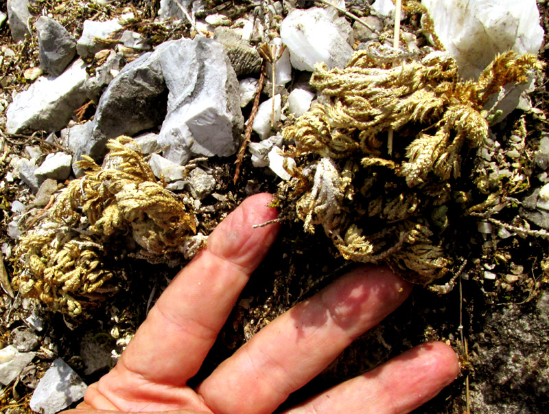 Pale Spikemoss, SELAGINELLA PALLESCENS, plant in habitat