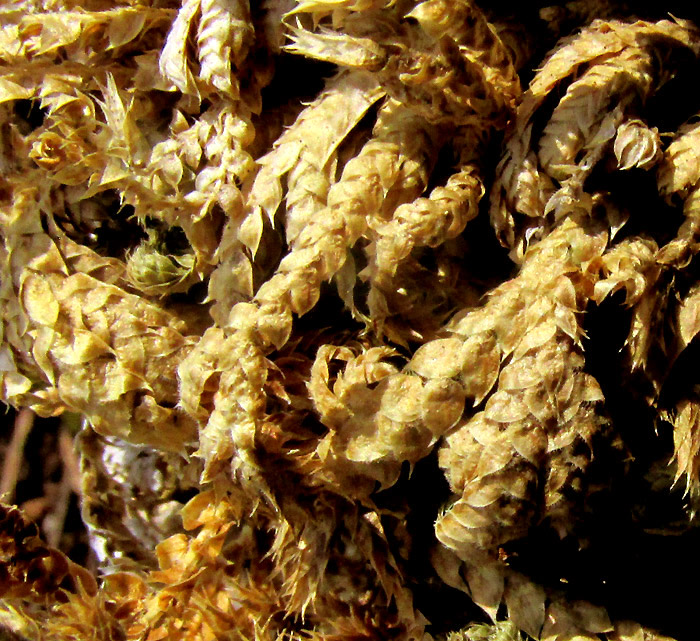 Pale Spikemoss, SELAGINELLA PALLESCENS, close-up of branches