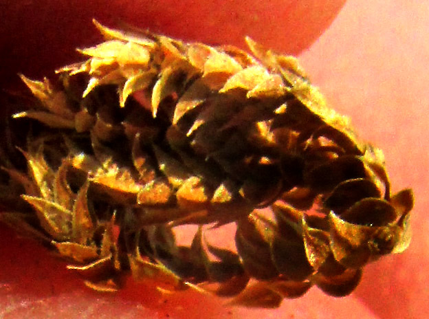 Pale Spikemoss, SELAGINELLA PALLESCENS, leaves close-up