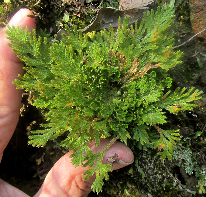 Pale Spikemoss, SELAGINELLA PALLESCENS, rosette in habitat