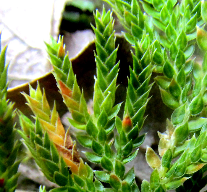 Pale Spikemoss, SELAGINELLA PALLESCENS, leaves with pale margins, teeth