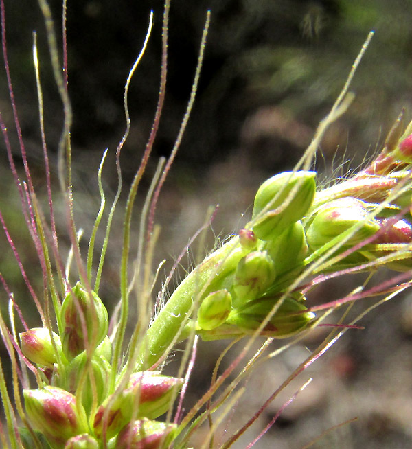 Grisebach's Bristlegrass, SETARIA GRISEBACHII, inflorescence close-up showing hairy rachis