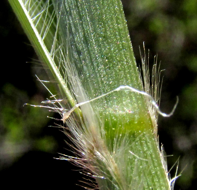Grisebach's Bristlegrass, SETARIA GRISEBACHII, long hairs at stem nodes