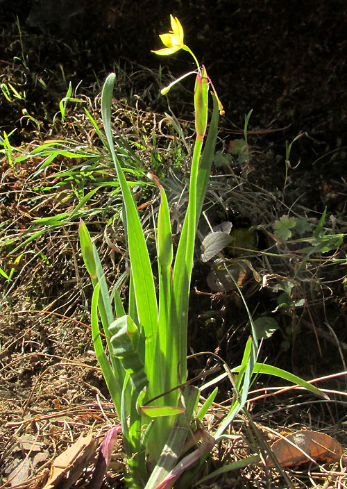 SISYRINCHIUM CONVOLUTUM, flowering in habitat