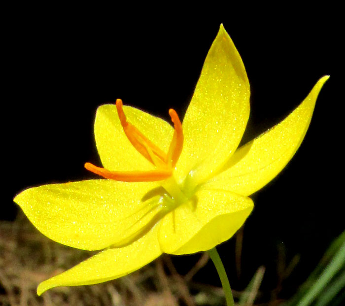 SISYRINCHIUM CONVOLUTUM, flower close-up