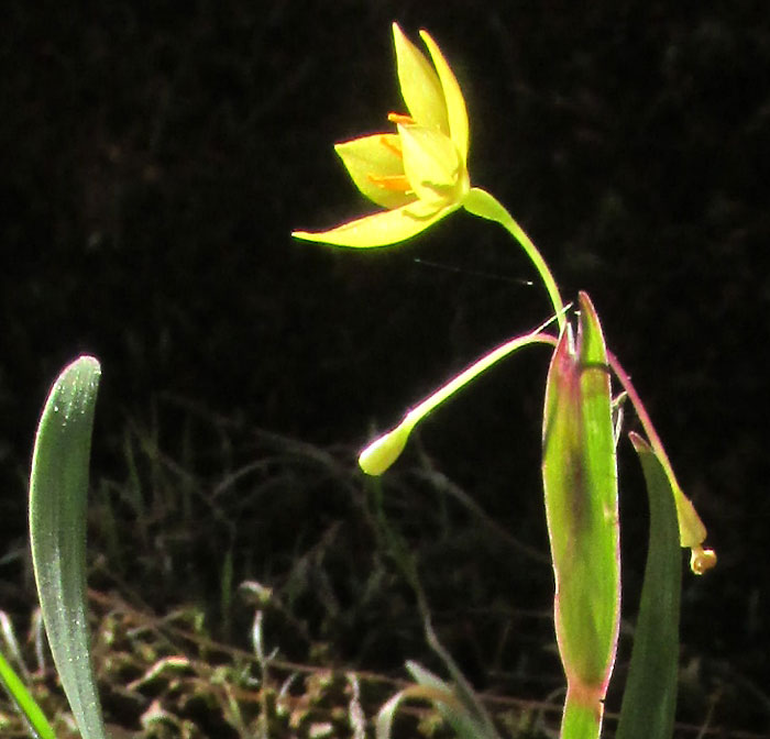 SISYRINCHIUM CONVOLUTUM, flowering in habitat, flower and spathes