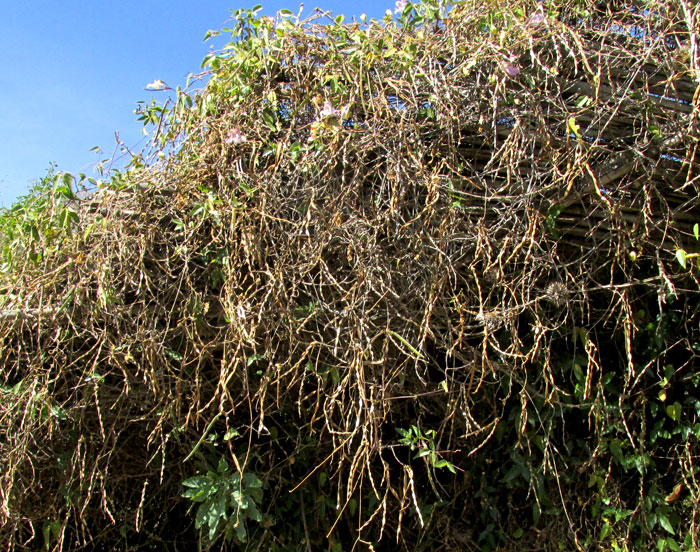 Snail Vine, PHASEOLUS GIGANTEUS, vine heavy with legumes