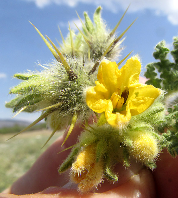  Solanum tectum, inflorescence with flower