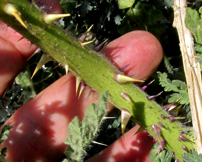  Solanum tectum, flower clusters