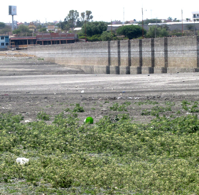  Solanum tectum, dense population in habitat