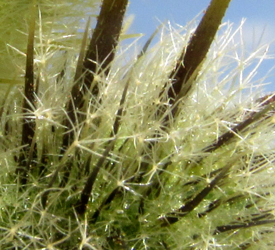  Solanum tectum, stellate hairs on calyx