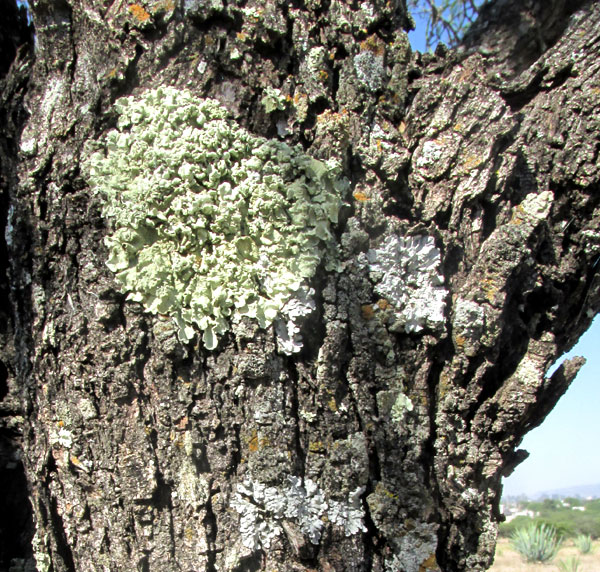 Powder-edged Speckled Greenshield FLAVOPUNCTELIA SOREDICA, on Prosopis laevigata bark