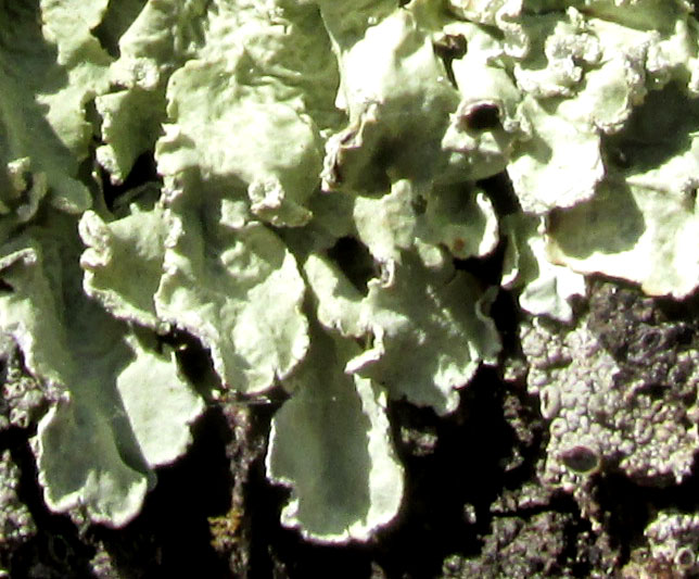 Powder-edged Speckled Greenshield FLAVOPUNCTELIA SOREDICA, thalli at edge of cluster