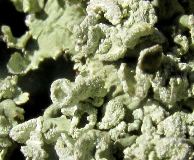 Powder-edged Speckled Greenshield FLAVOPUNCTELIA SOREDICA, thalli at edge of cluster