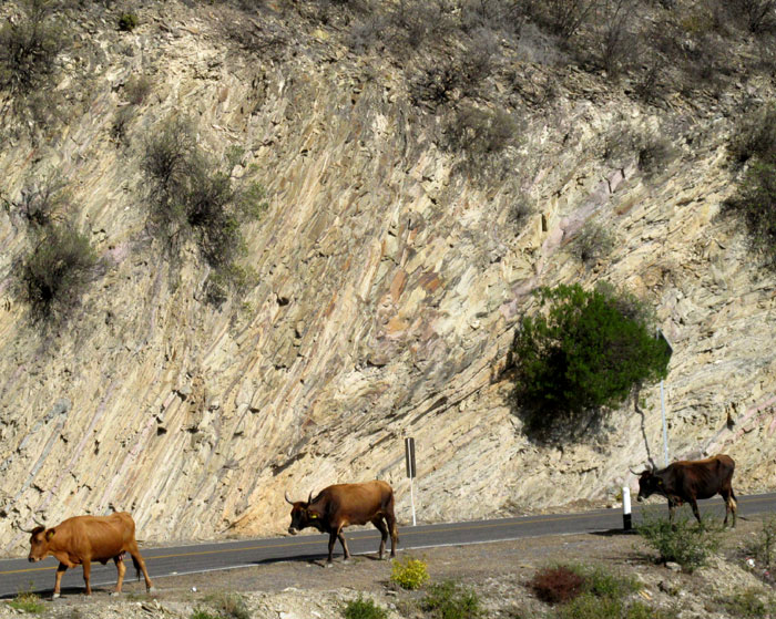 folded strata in Soyatal-Mezcala Formation in roadcut beside Hwy 120 1km south of Camargo, Querétaro