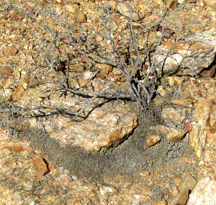 Wright's Spikemoss, SELAGINELLA WRIGHTII, extensive, mat-forming, drought-whitened colony