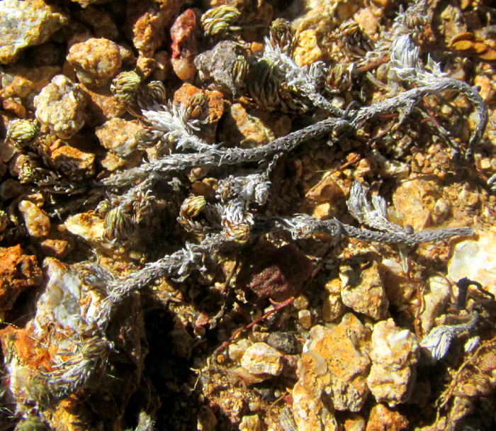 Wright's Spikemoss, SELAGINELLA WRIGHTII, drought-stressed branching thallus with rhizophores