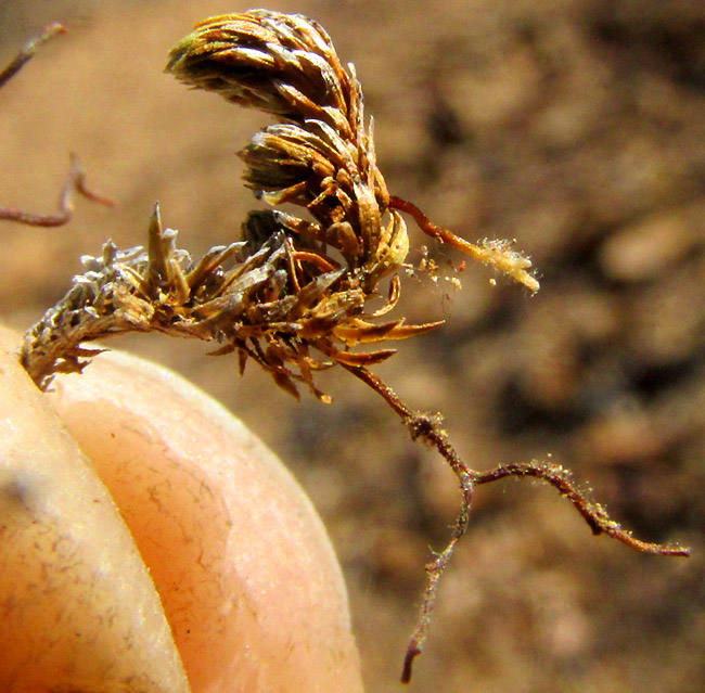 Wright's Spikemoss, SELAGINELLA WRIGHTII, rhizophores bearing roots