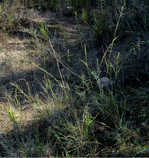 Mexican Sprangletop, DIPLACHNE FUSCA ssp. UNINERVIA, habitat