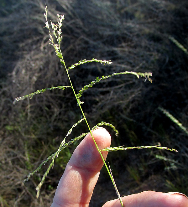 Mexican Sprangletop, DIPLACHNE FUSCA ssp. UNINERVIA, inflorescence