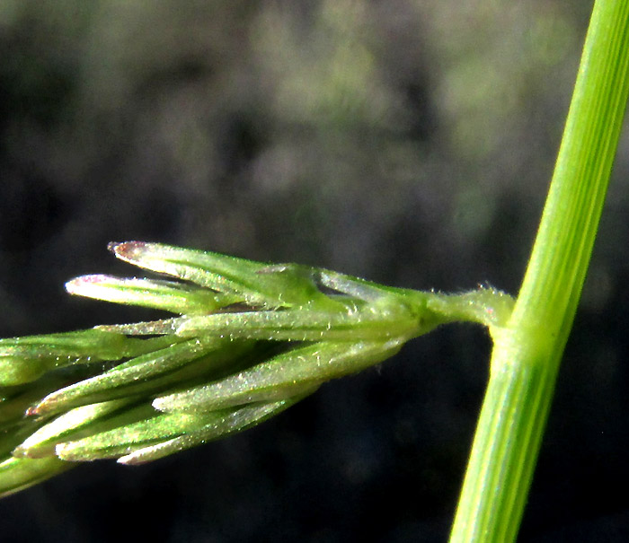 Mexican Sprangletop, DIPLACHNE FUSCA ssp. UNINERVIA, spikelet close-up