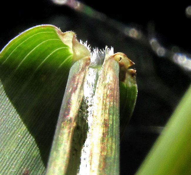 Mexican Sprangletop, DIPLACHNE FUSCA ssp. UNINERVIA, ligule