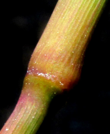 Mexican Sprangletop, DIPLACHNE FUSCA ssp. UNINERVIA, glabrous stem node