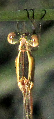 Plateau Spreadwing, LESTES ALACER, body from above