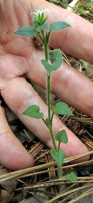 Mexican Chickweed, STELLARIA CUSPIDATA, flowering in habitat