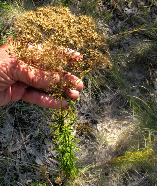 STEVIA EUPATORIA, in habitat, fruiting only