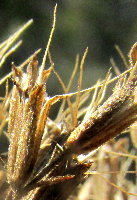 STEVIA EUPATORIA, fruiting capitulum from side