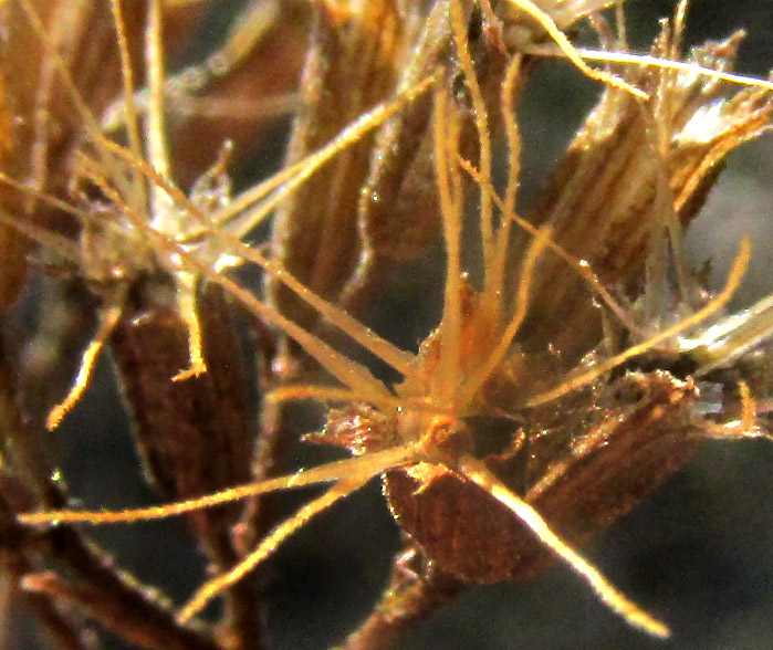 STEVIA EUPATORIA, fruiting capitulum from above containing cypselae bearing three awns