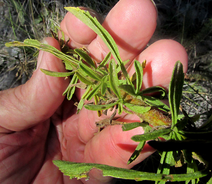 STEVIA EUPATORIA, leafy stem