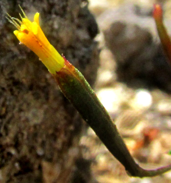 TAGETES CORONOPIFOLIA, capitulum without ligules