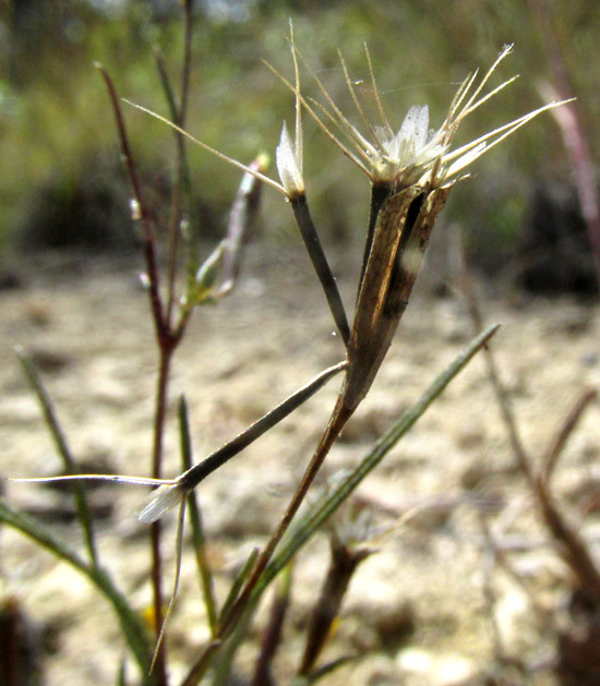 TAGETES CORONOPIFOLIA, capitula viewed from side