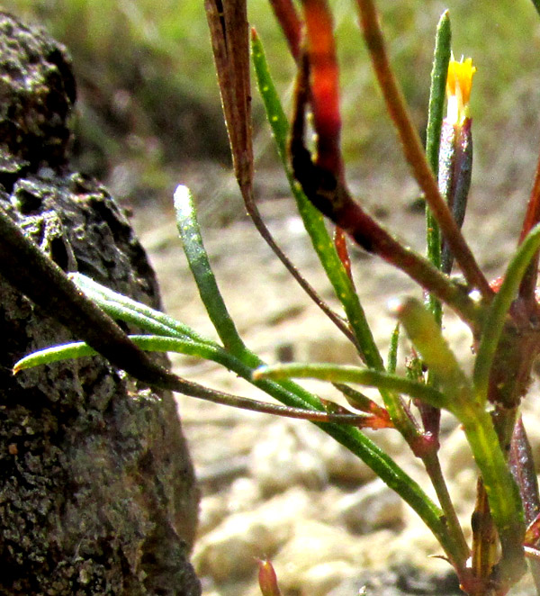 TAGETES CORONOPIFOLIA, depauperate leaves