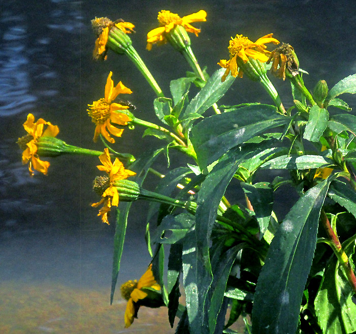 TAGETES PERSICIFOLIA, cluster of flowers