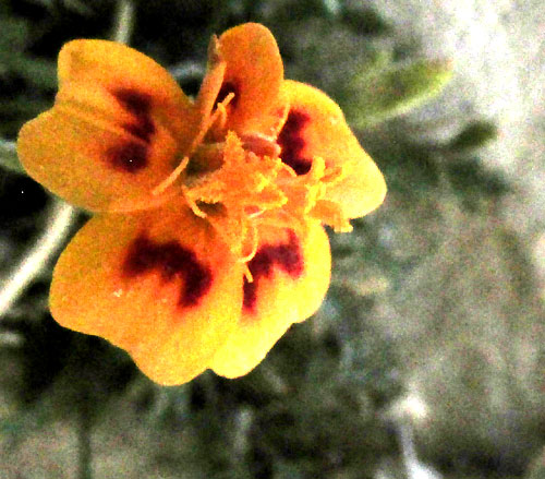 Red-crescent Marigold, TAGETES LUNULATA, capitulum from front