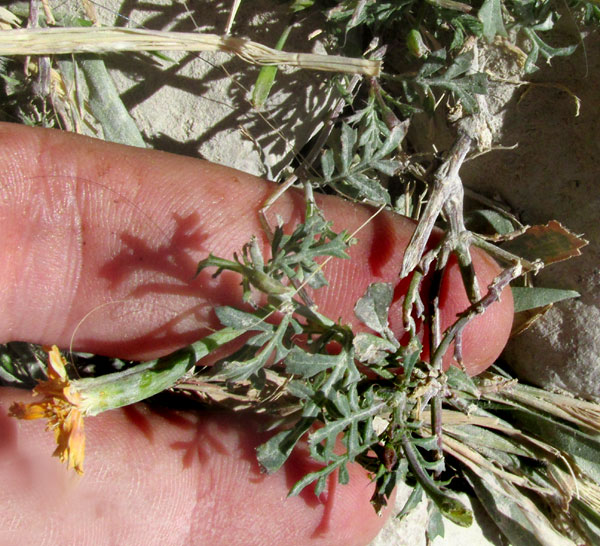 Red-crescent Marigold, TAGETES LUNULATA, tough base