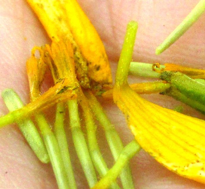 TAGETES PERSICIFOLIA, florets showing pappus of five short scales