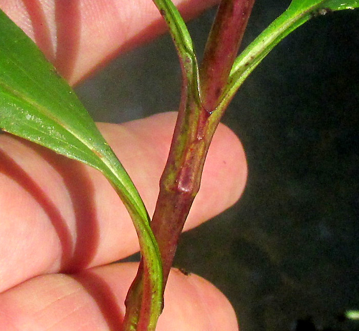 TAGETES PERSICIFOLIA, involucre close-up showing glands and fused bract margins