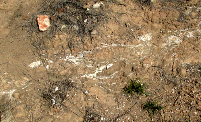 outcropping white horizons in vertical wall of dacitic tuff