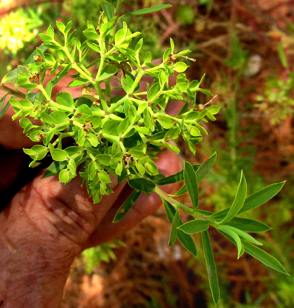 Terracina Spurge, EUPHORBIA TERRACINA, terminal pleiochasial branches