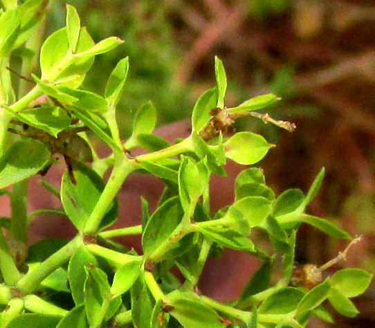 Terracina Spurge, EUPHORBIA TERRACINA, remains of past-mature cyathia